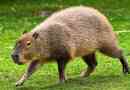 Capybara (воден превключвател)
